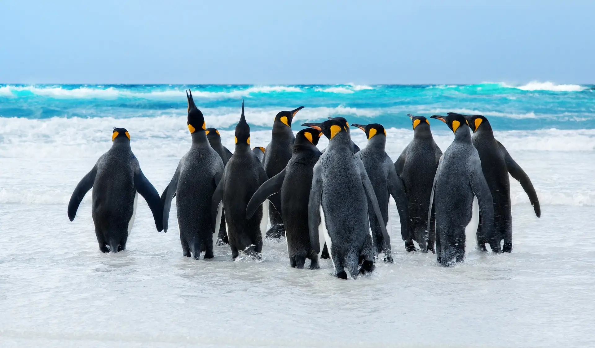 King Penguins